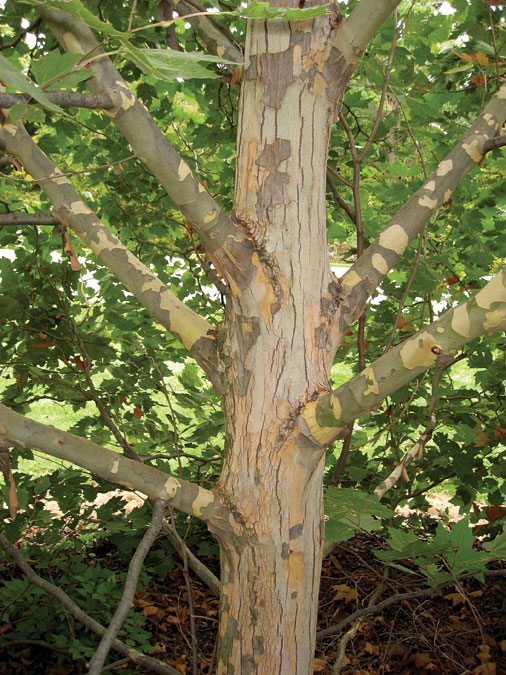 Platanus x a. 'Morton Circle'